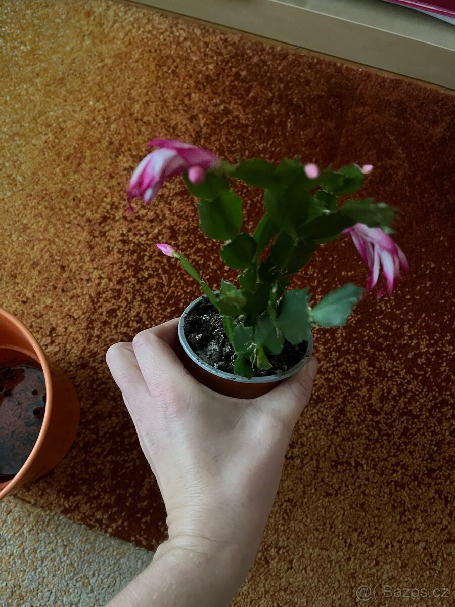 Vánoční kaktus - 3