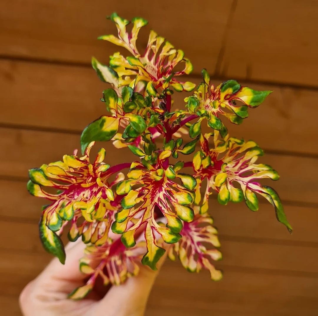 SEMENA Africká okrasná kopřiva Coleus - 3