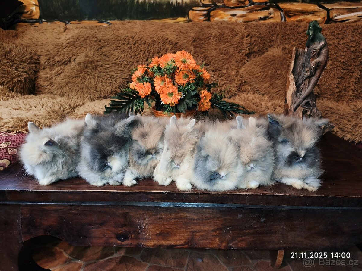 Teddy králíčci zakrslí dlouhosrstí - 3