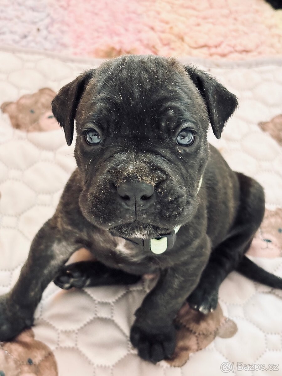 Cane corso s PP - 11 Vánočních štěňátek k rezervaci - 3