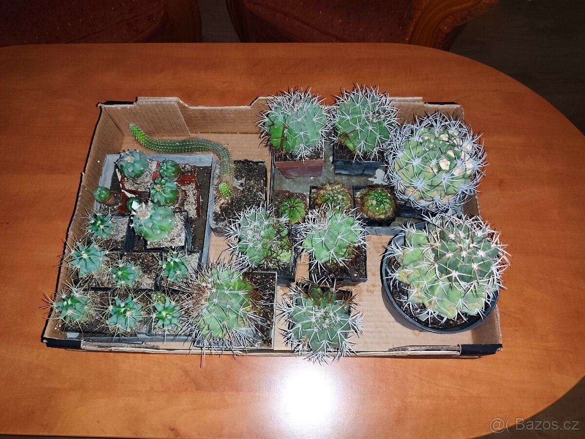 Prodám kaktusy - 3