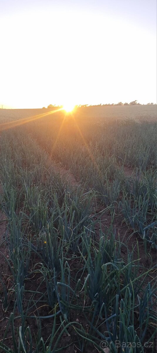 Domácí brambory na salát a cibule - 3