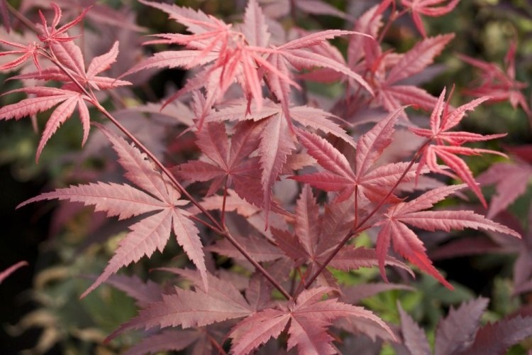 Okrasné rostliny - 3