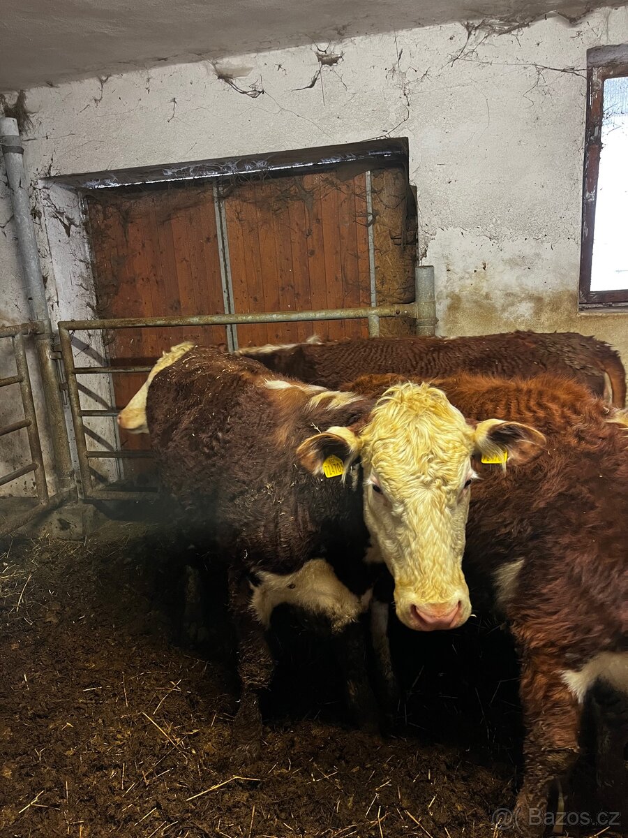 Jalovice Hereford - 3