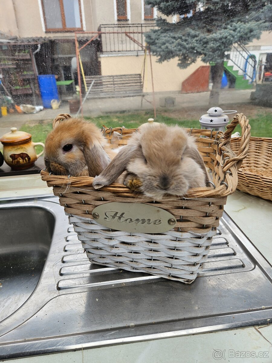 Zakrslý králík - 3