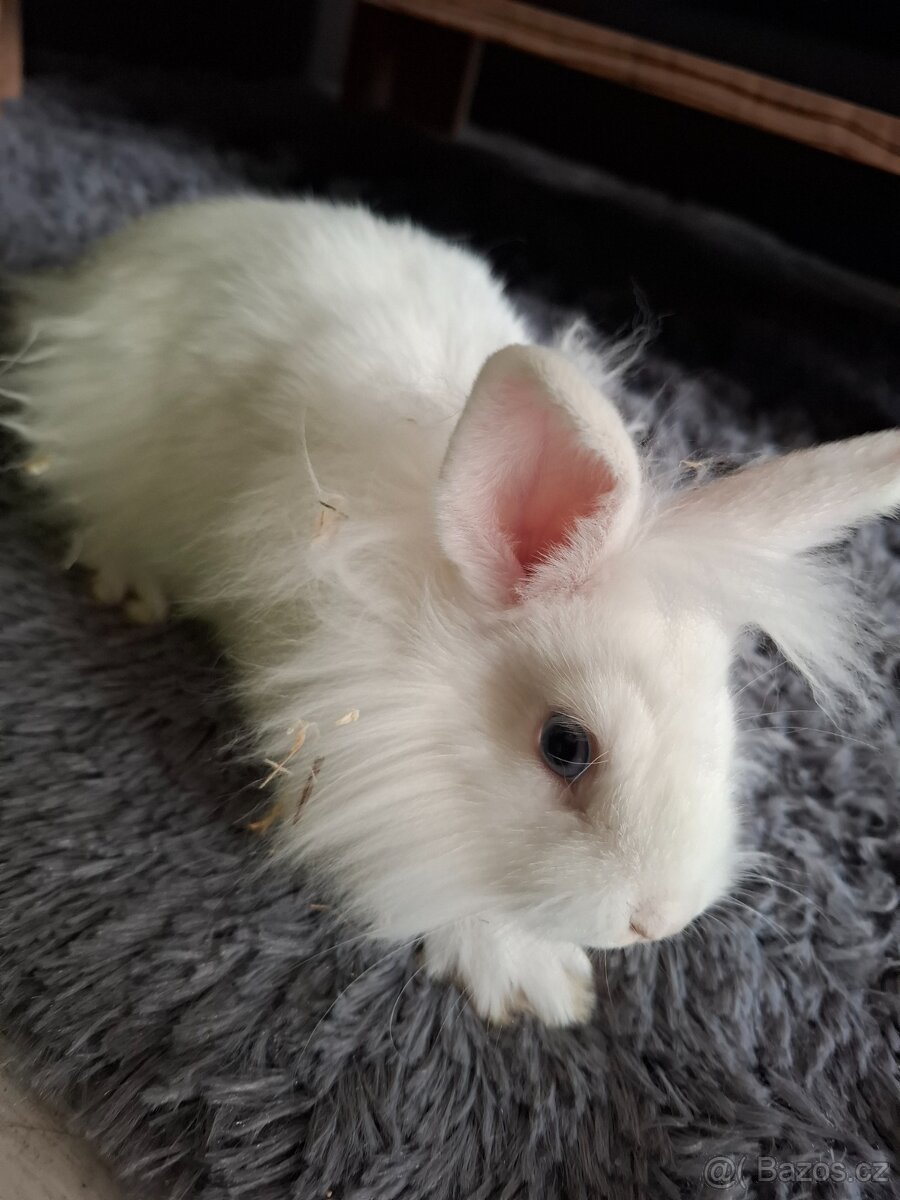 Zakrslý králíček - 3