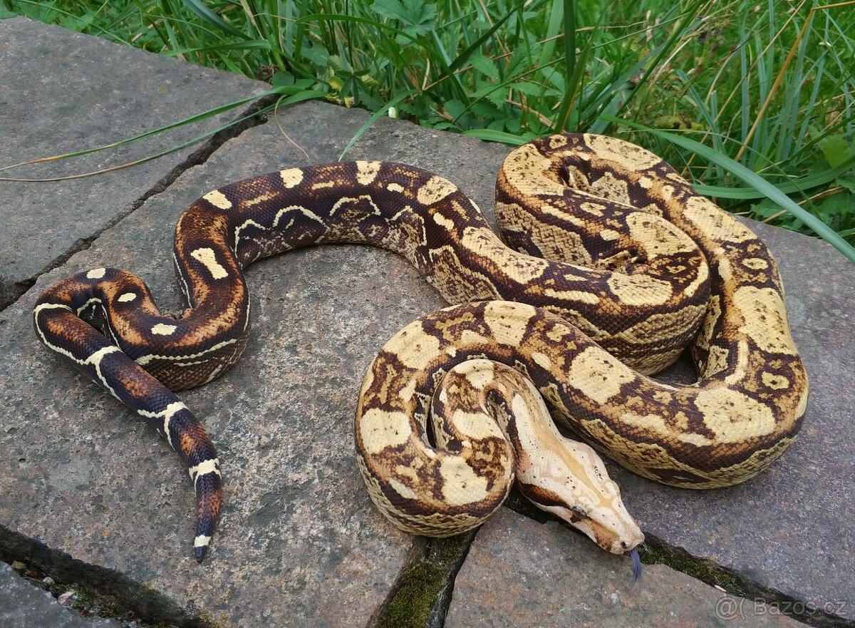 Boa imperator - Keltic Paradigm - 3