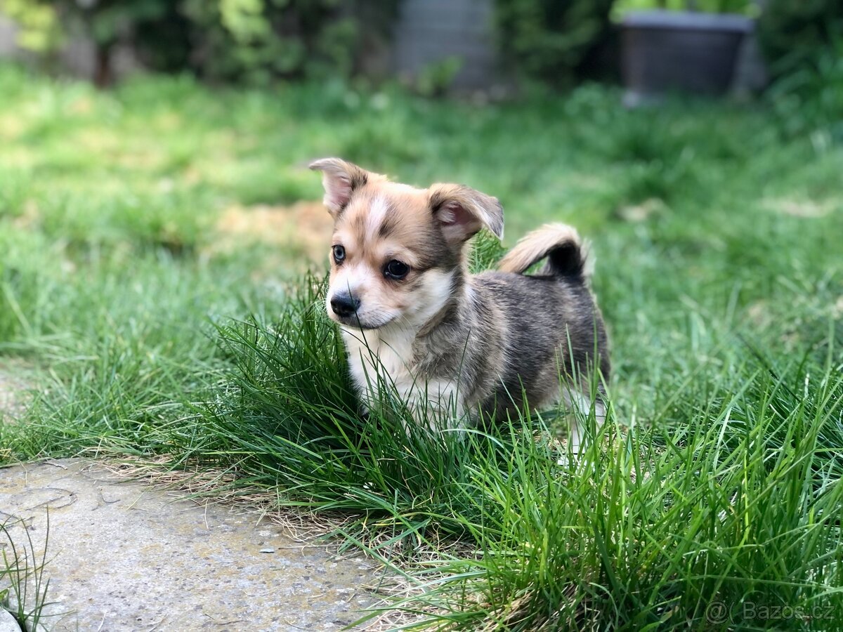 Štěně - kříženec - 3