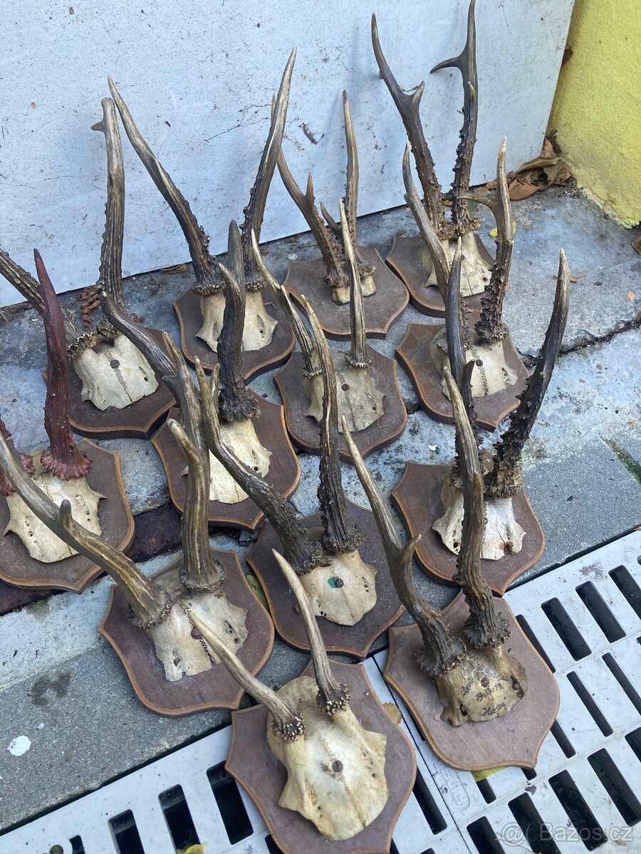 Srnec trofej trofeje myslivost srnčí lebka paroží - 3