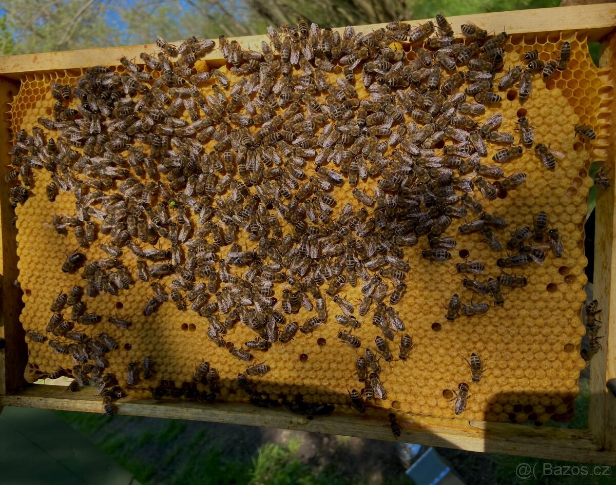 Oddělky a včelstva 2026 – mírná včelstva, vysoký výnos medu. - 3
