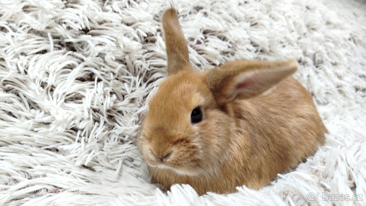 Zakrslý králík, králíček - LILI - 3