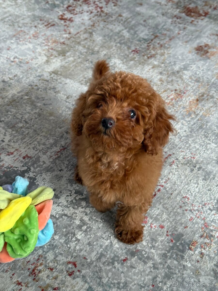 Štěňata toy pudla - 3
