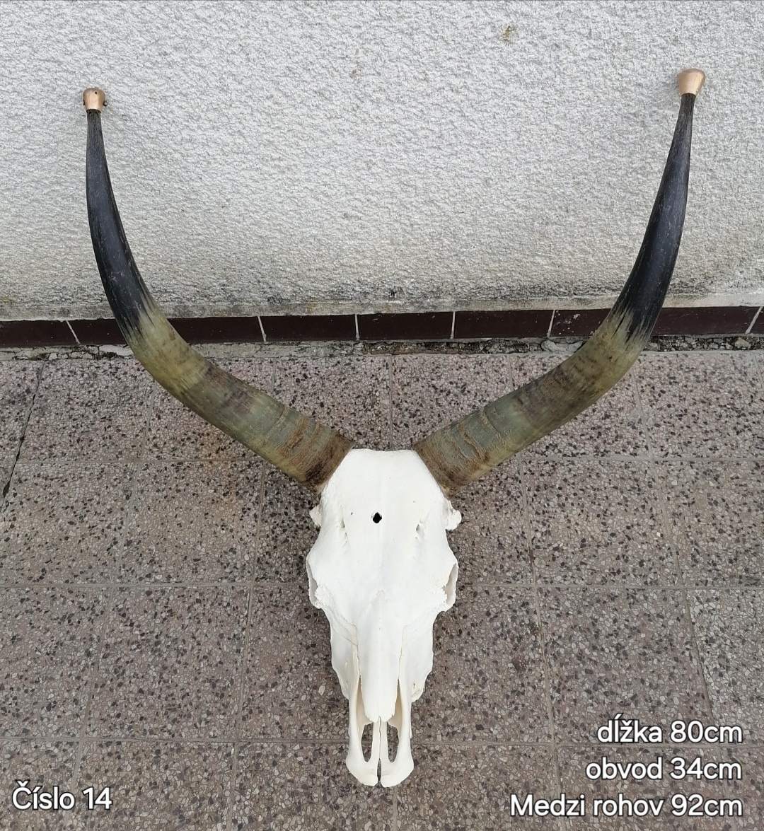 Trofeje, maďarský stepný - 3