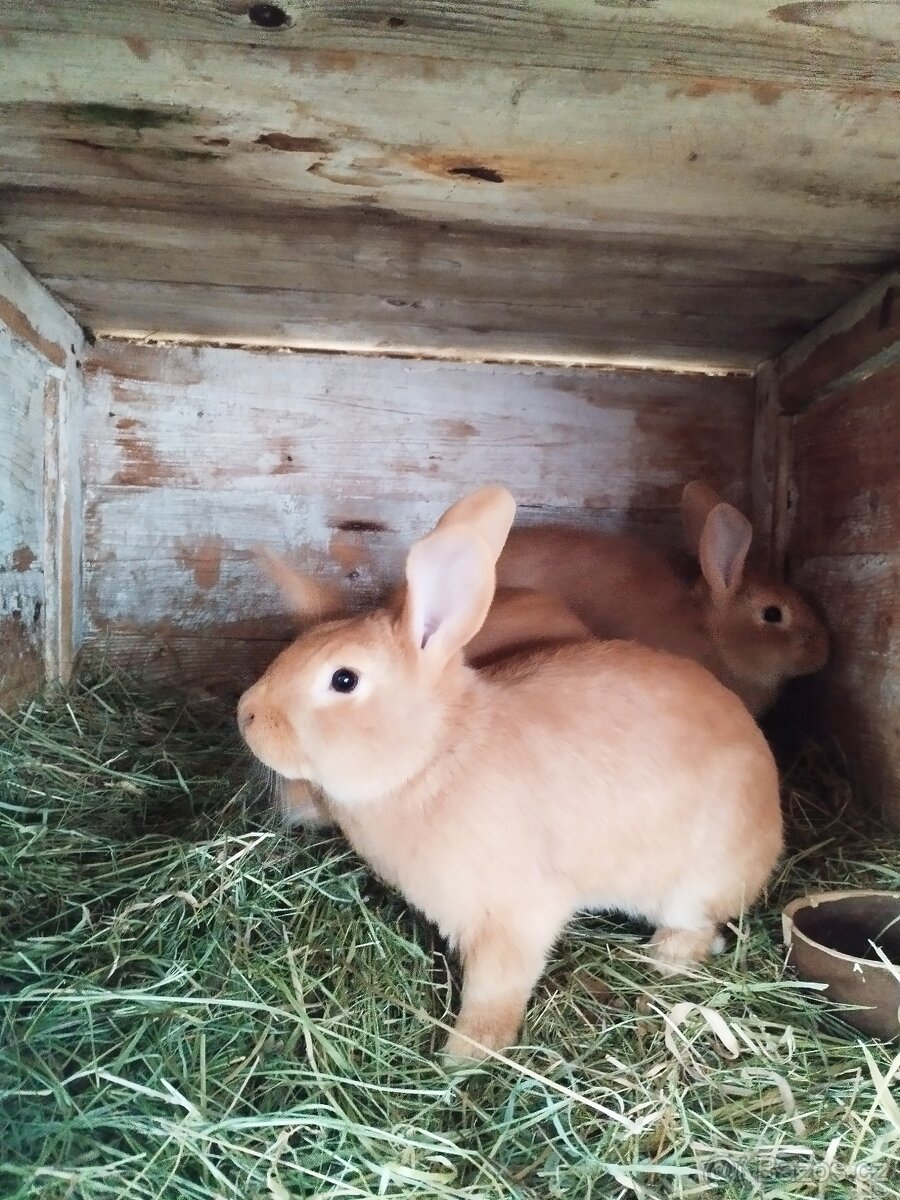 Burgundský králík - 3