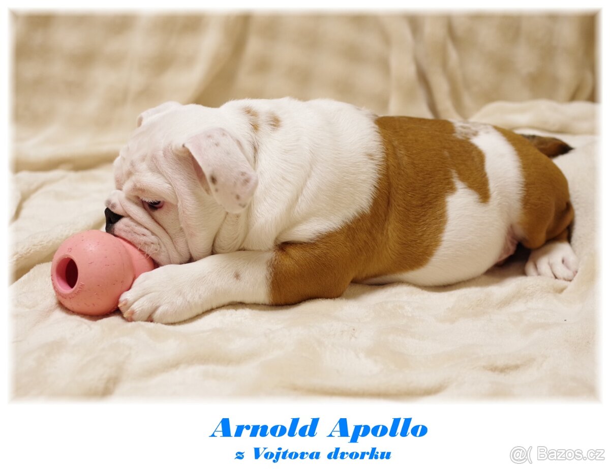 anglický buldok - 3