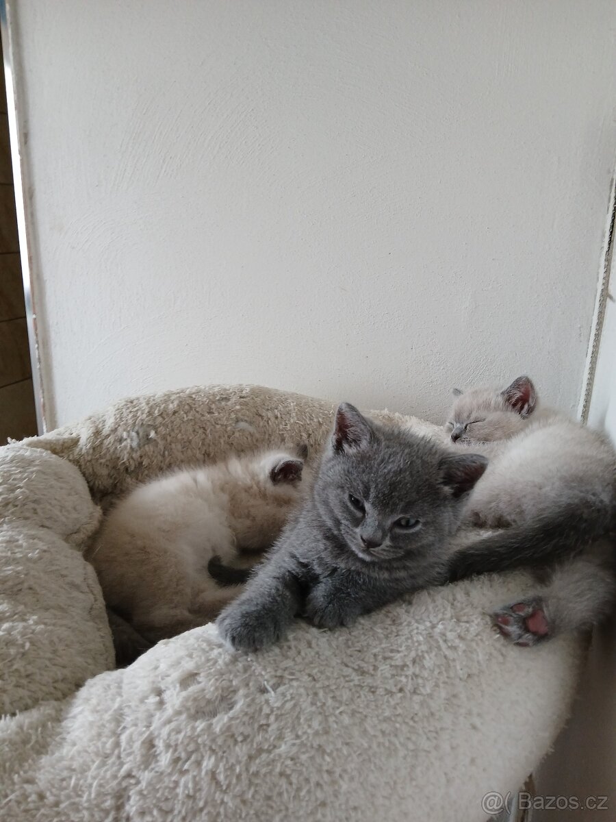 Britská modrá koťátka - 3
