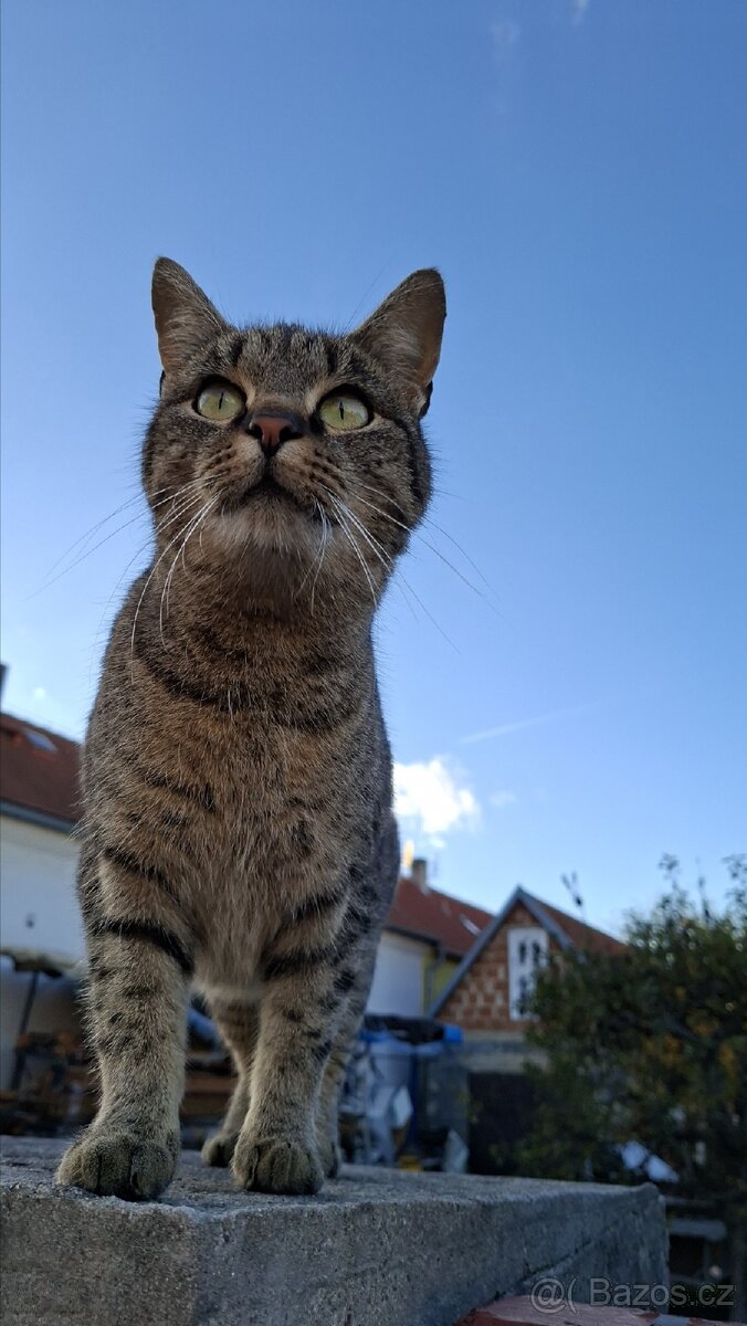 Kočka - 3