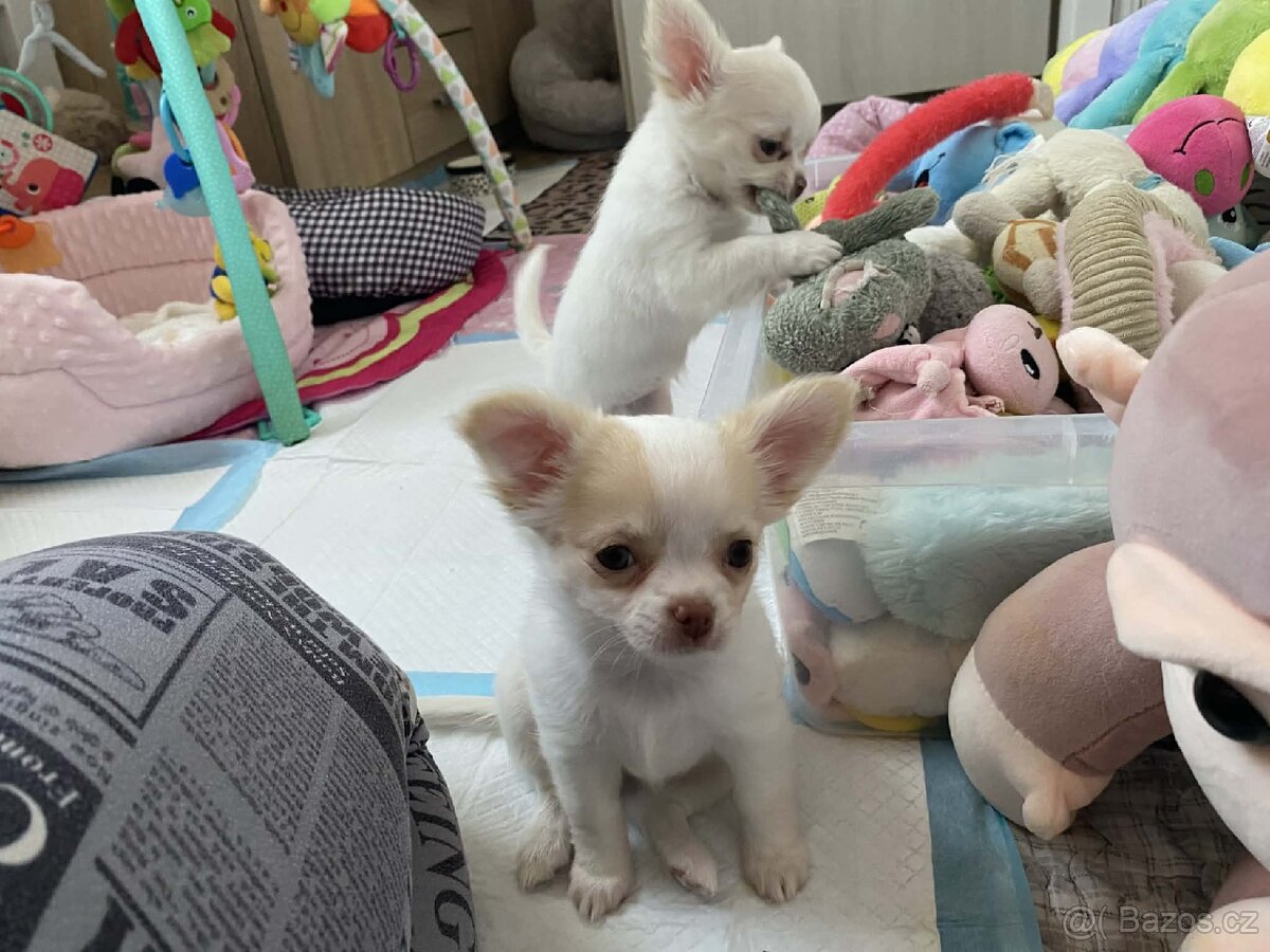 Čivava dlouhosrstá s PP - 3