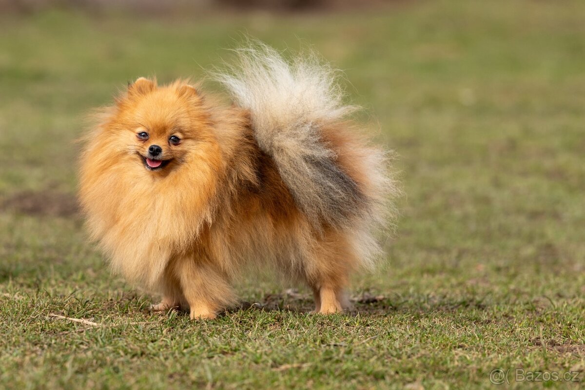 Pomeranian s PP - 3