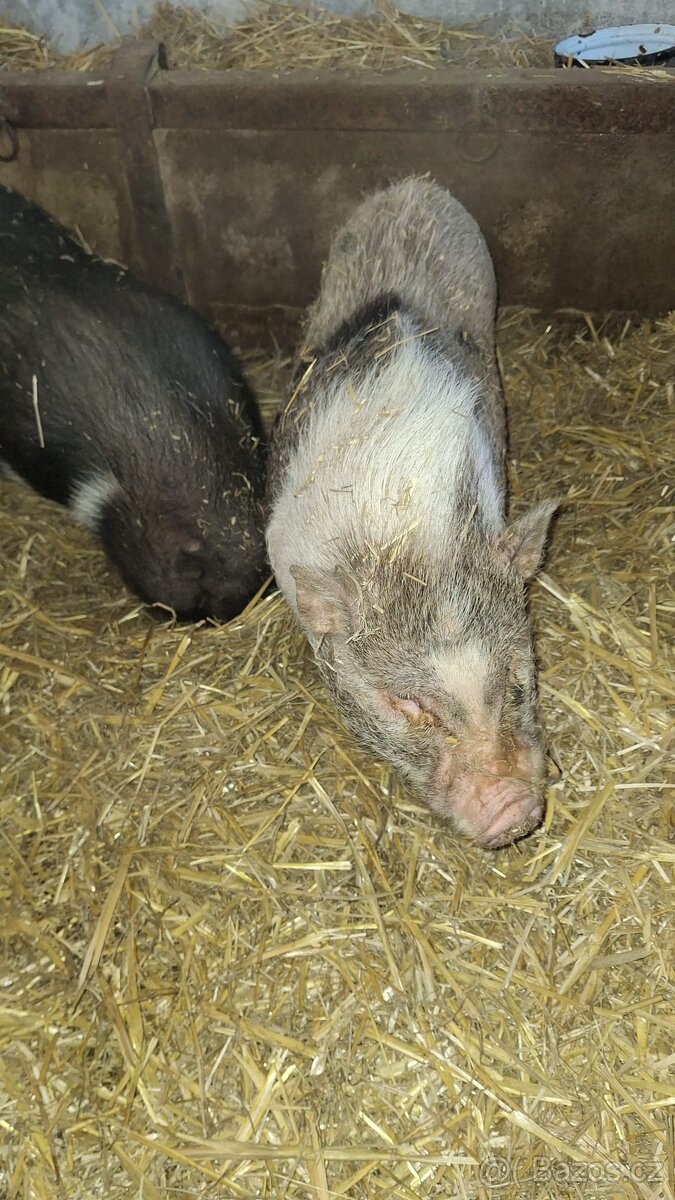 Gottigemske prasata - 3