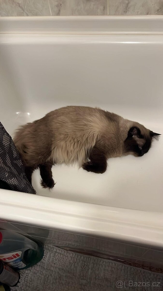 Ragdoll ke kryti - 3