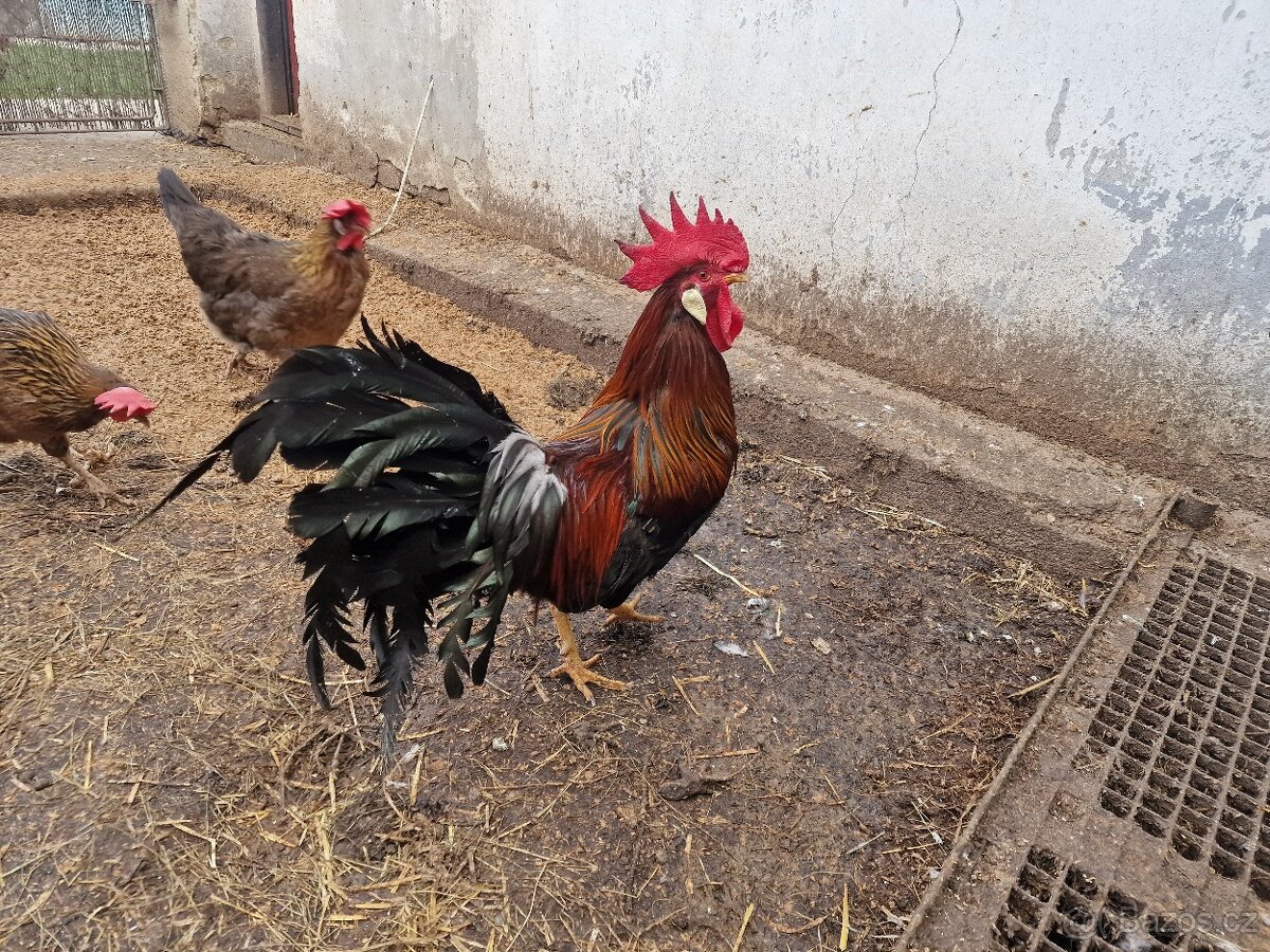 Násadová vajíčka - 3