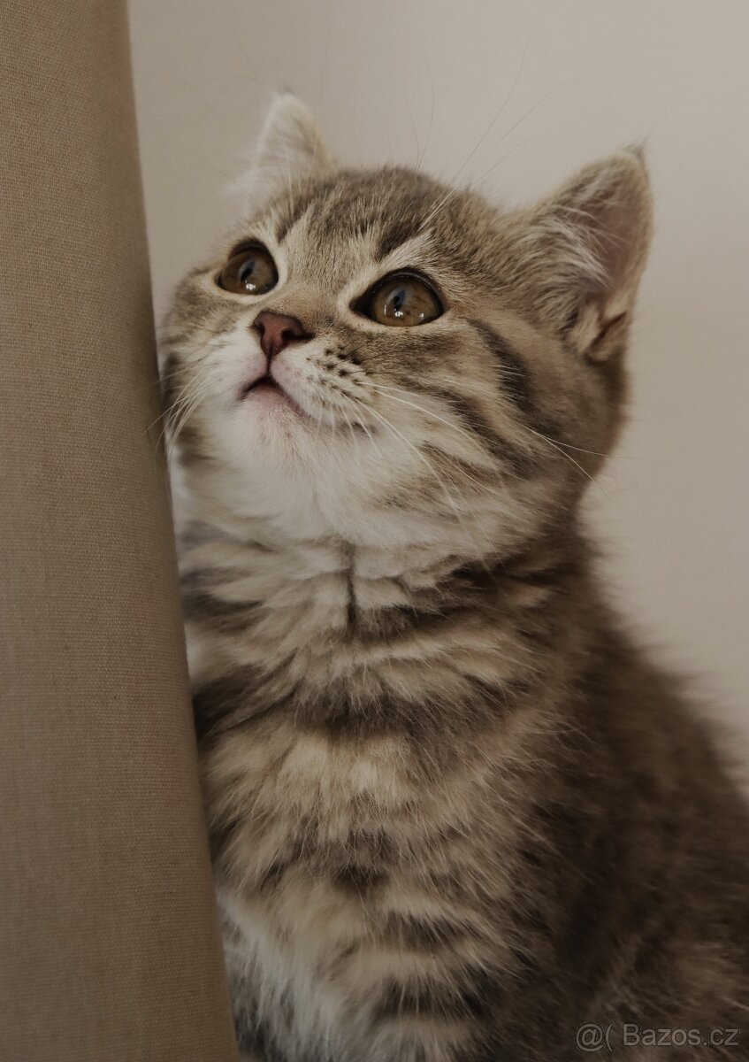 Britské modré krátkosrsté kotě, koťátko, kočka - 3