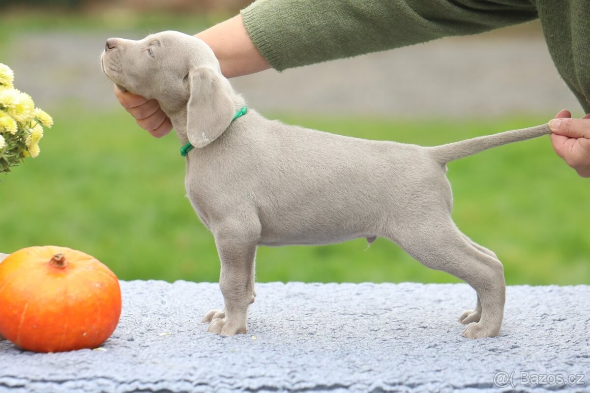 Výmarský ohař s PP Štěňátka - 3