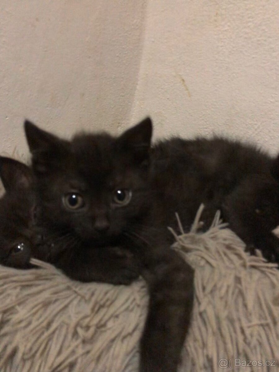 Polobritská koťátka - 3