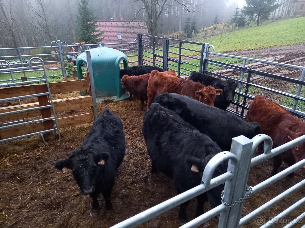 Prodam zastav plemene Dexter - 3