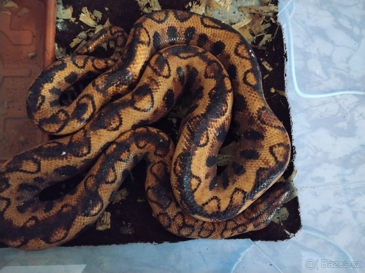 Hroznýšovec duhový - 3