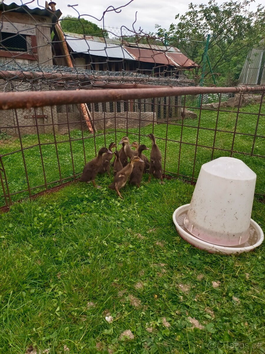 Indický běžec - 3