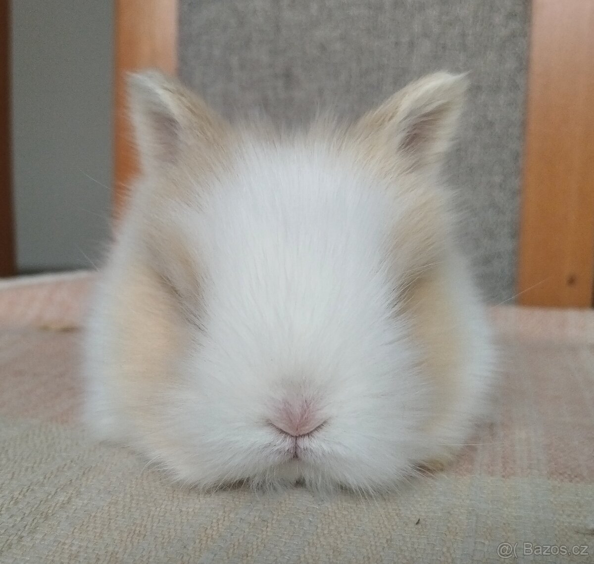 Zakrslý Teddy králík, králíček. - 3