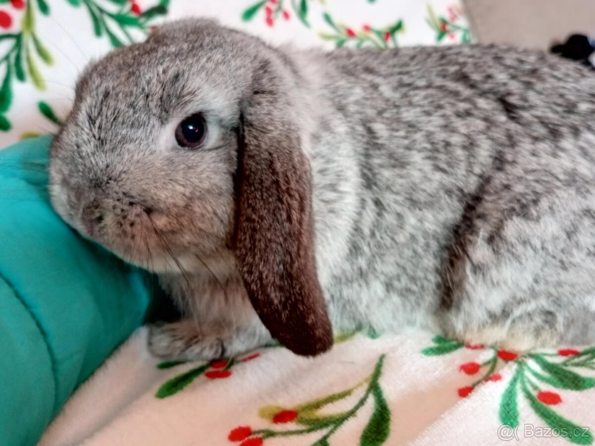 Samička Zakrslý Beránek MiniLop ❤️ - 3