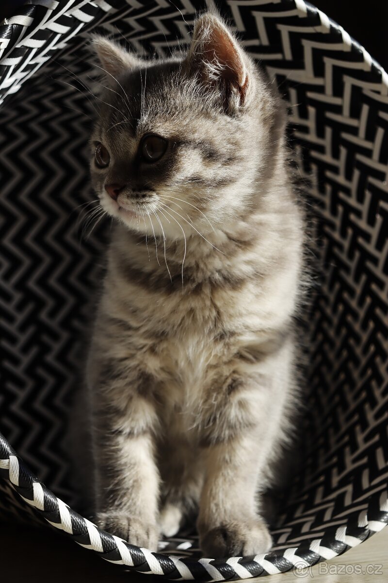 Britská modrá krátkosrstá kočka koťátko - 3