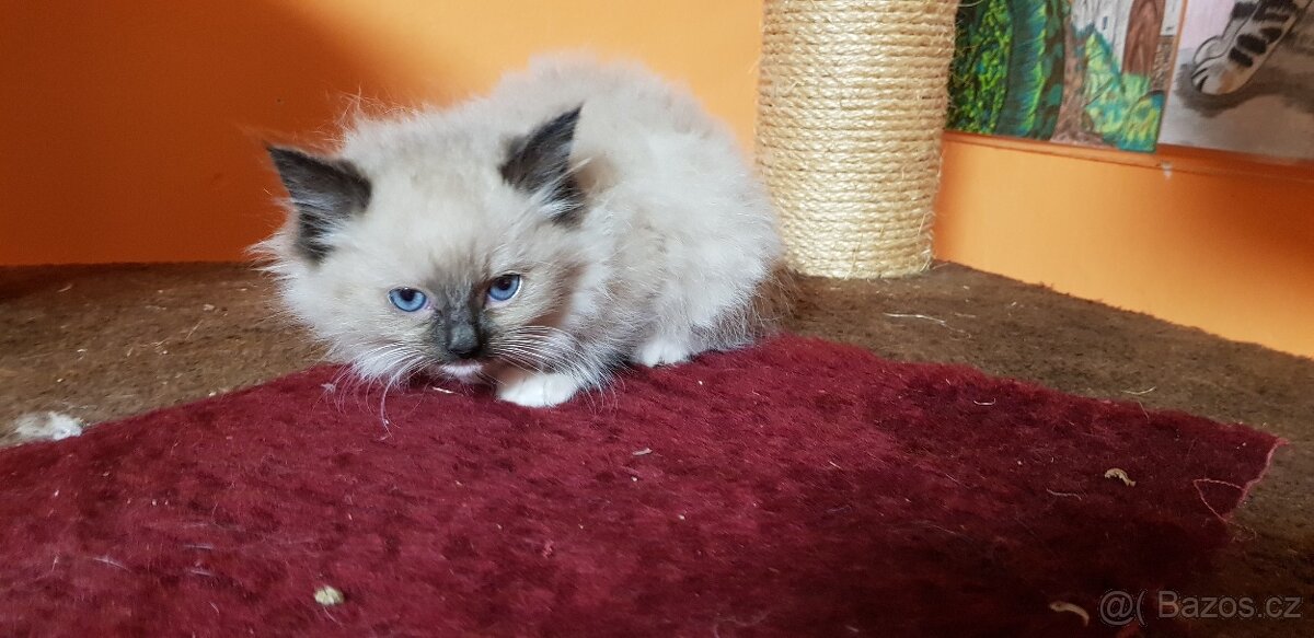NABÍZIM Ragdolla - 3