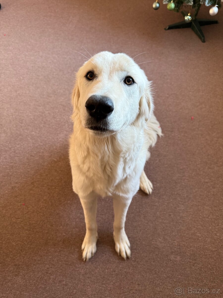Zlatý retrívr - 3
