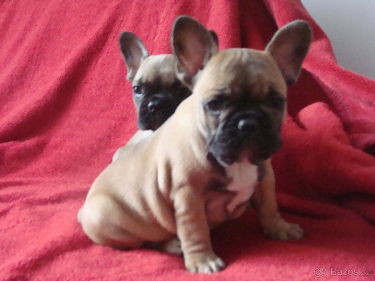 francouzský buldoček - 3