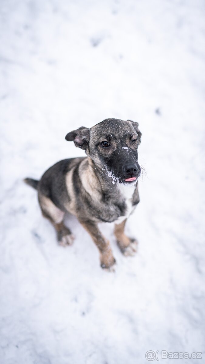 Anna - 4měsíční štěně, malá veselá holčička - 3