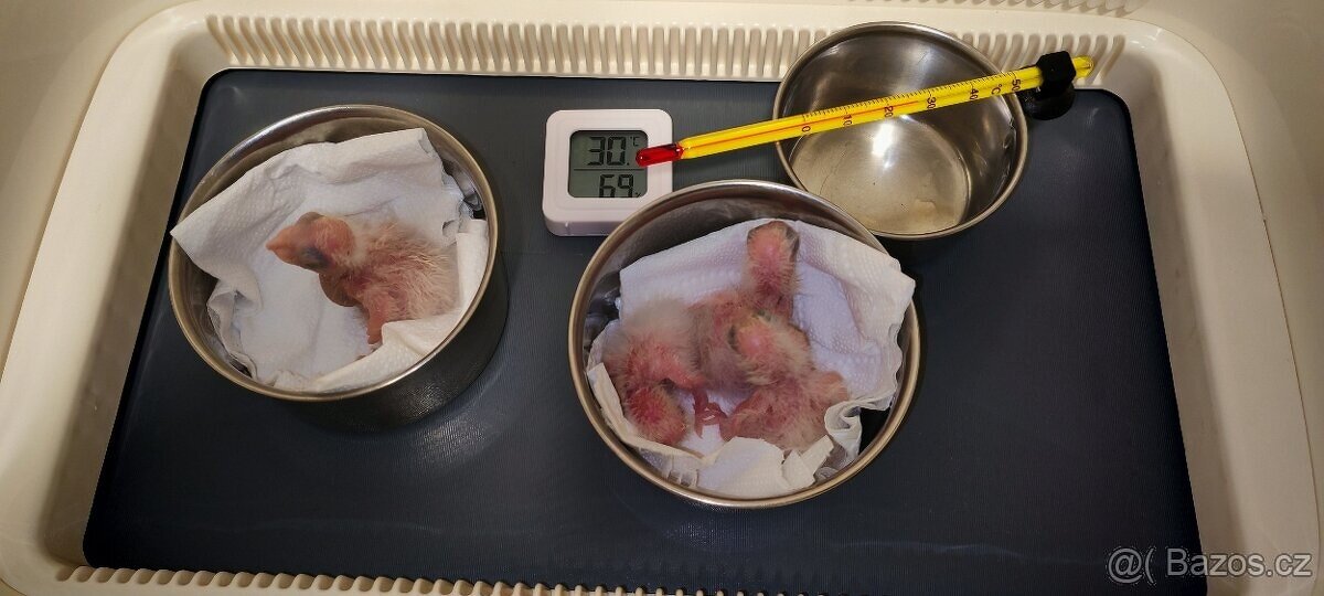 Amazonek bělobřichy - 3