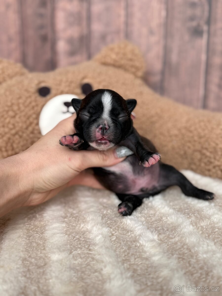 Bostonský teriér S PP - 3