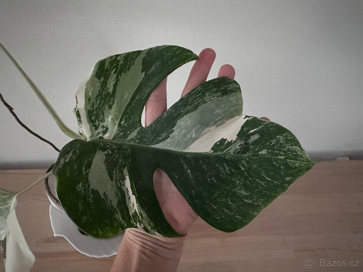 Monstera albo - 3