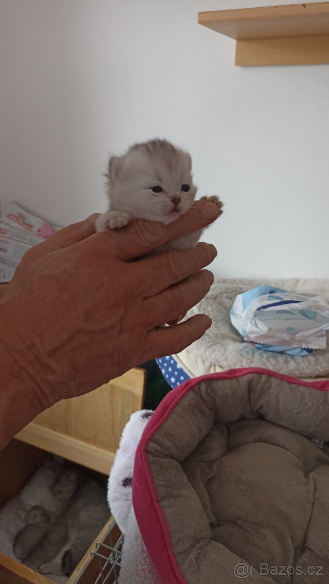 Britská koťátka s PP - 3