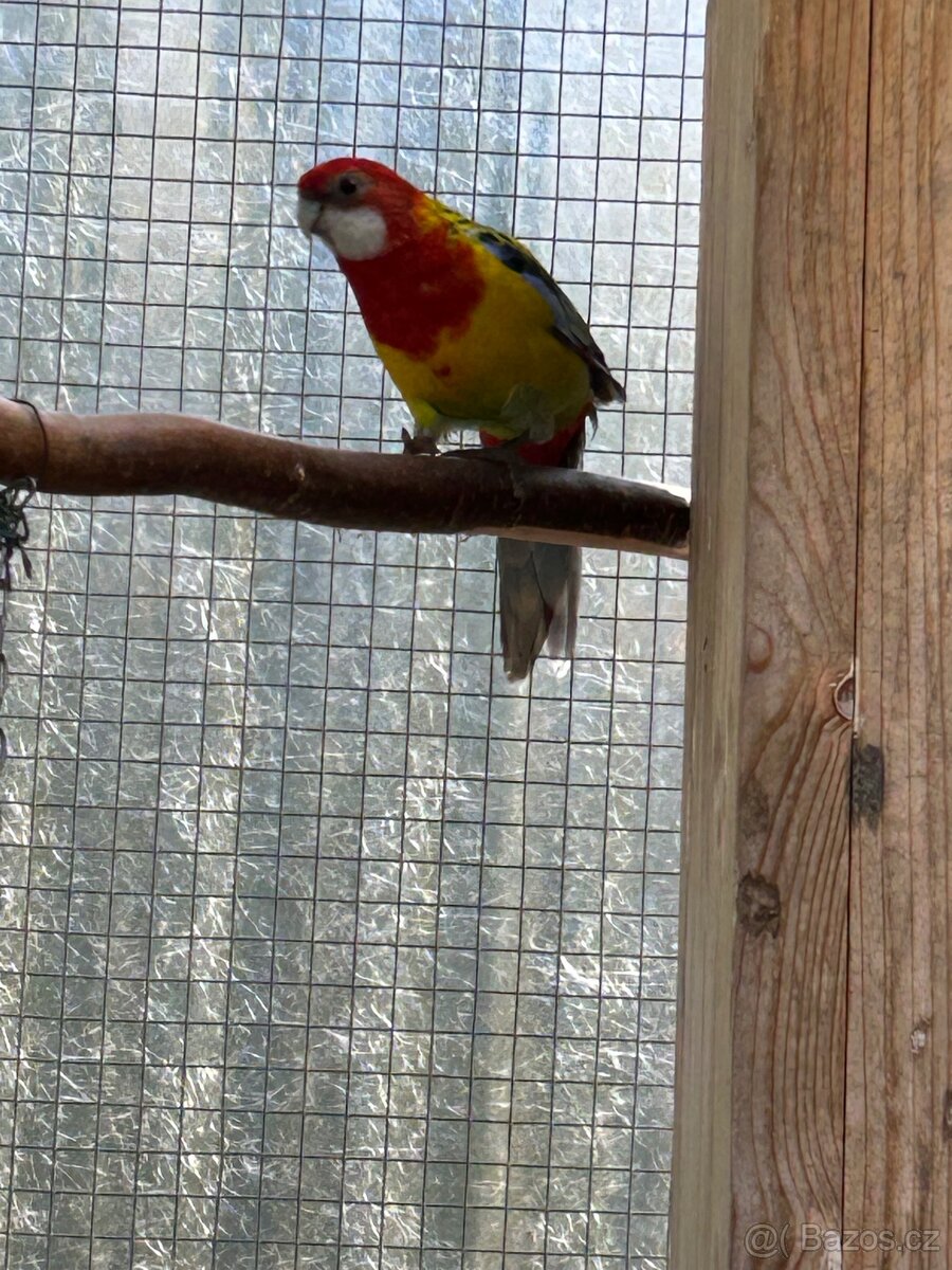 Rosela gold mantel - 3