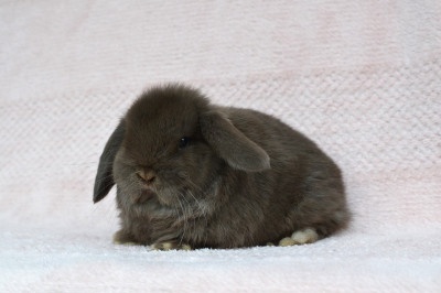 Krásný minilop k rezervaci - 3