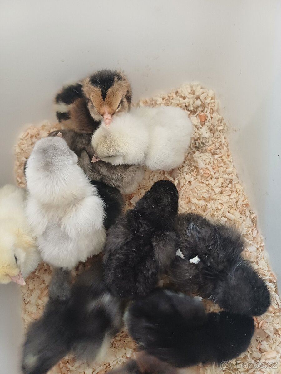 Prodám kuřátka - 3
