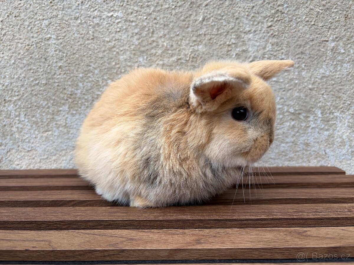 Zakrslý králík - 3
