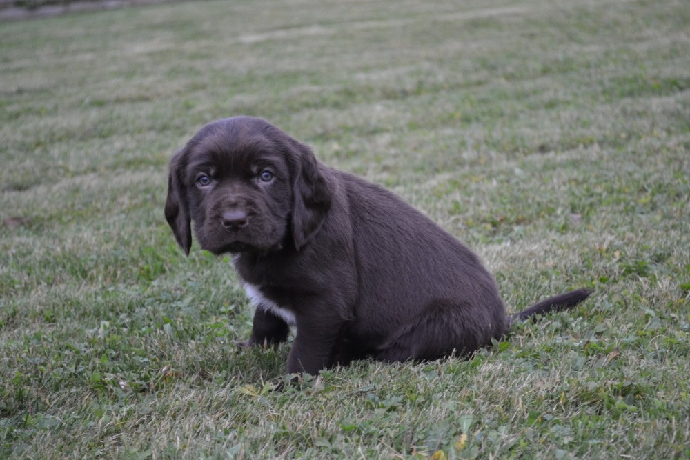 Německý křepelák - 3