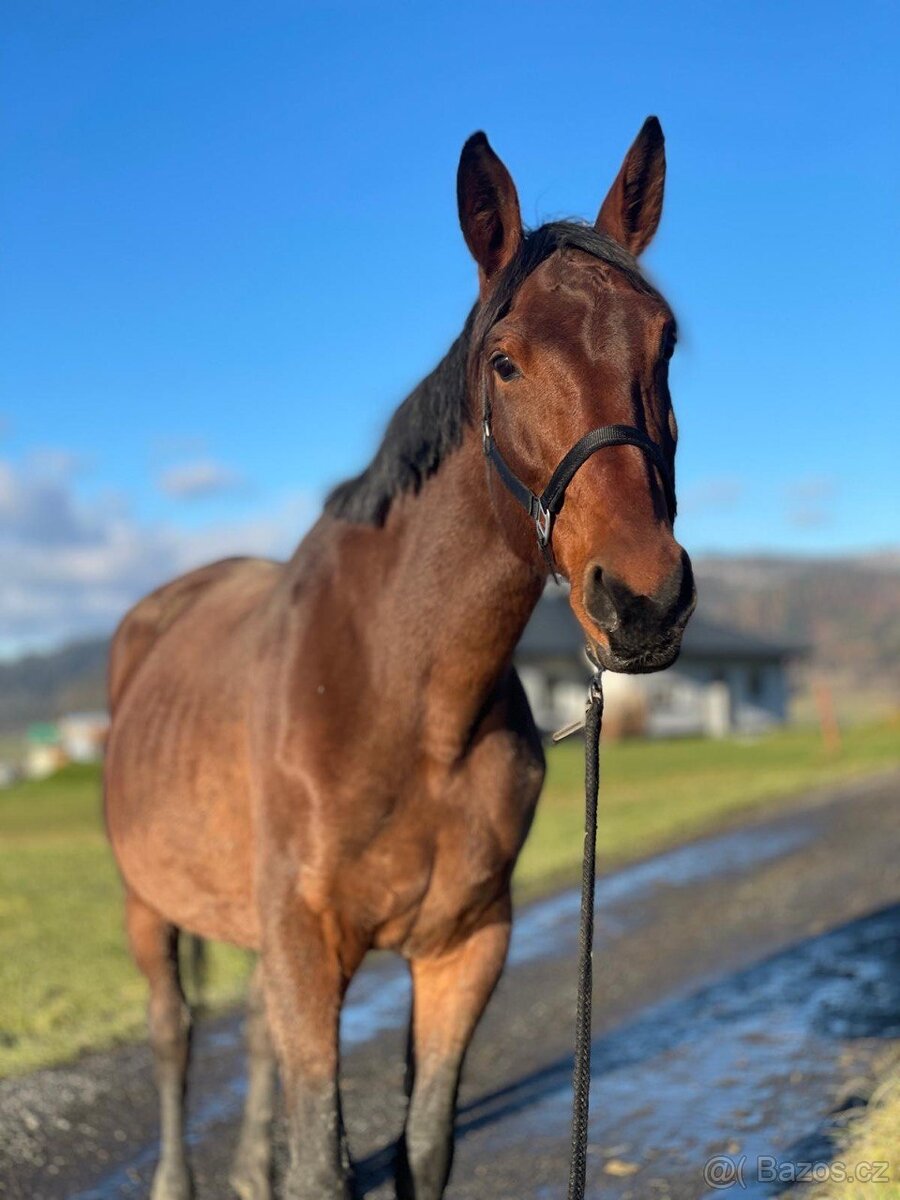 Chovná Hannoverská klisna - 3