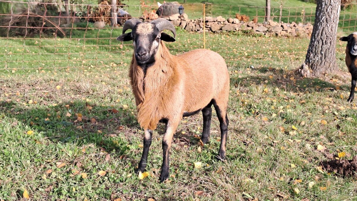 Kamerunský beránek - 3